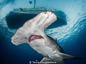 'Kate and the Hammerhead' - A great hammerhead shark glid... by Tanya Houppermans 